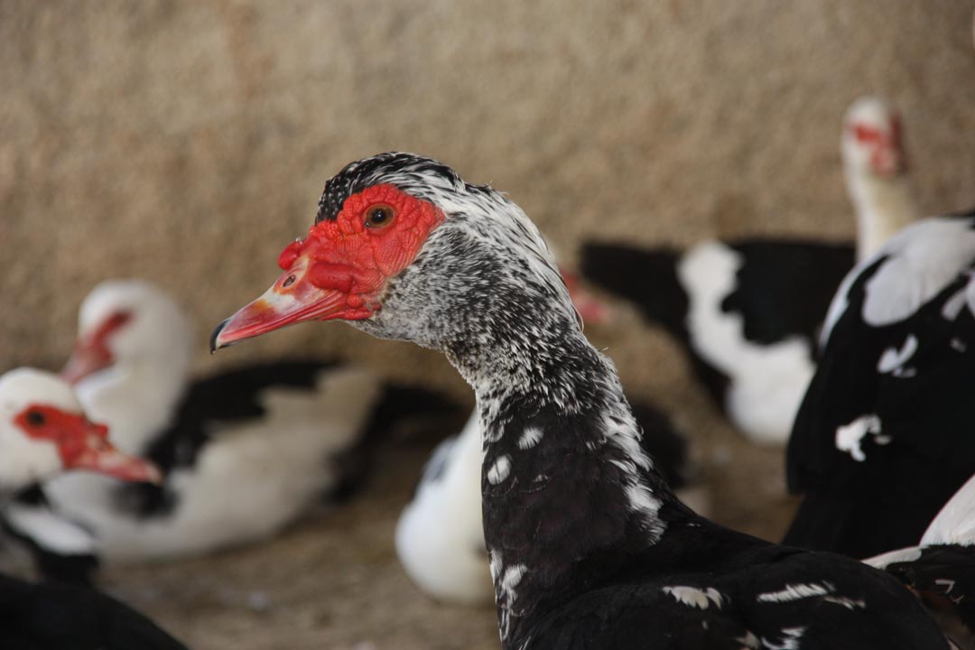 Παπια Muscovy